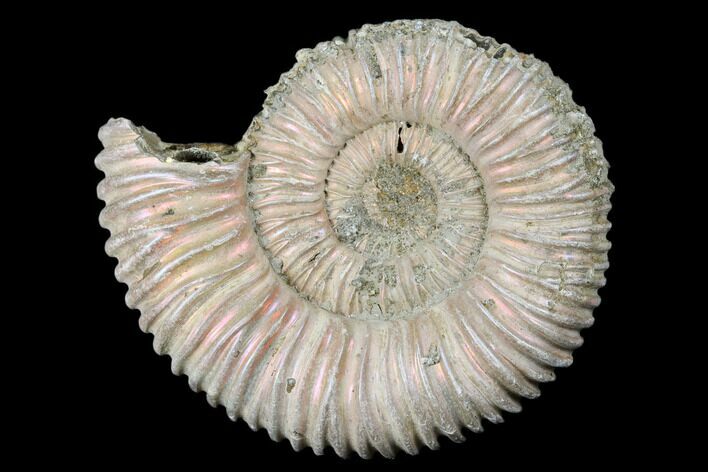 Iridescent, Pyritized Ammonite Fossil - Russia #175050